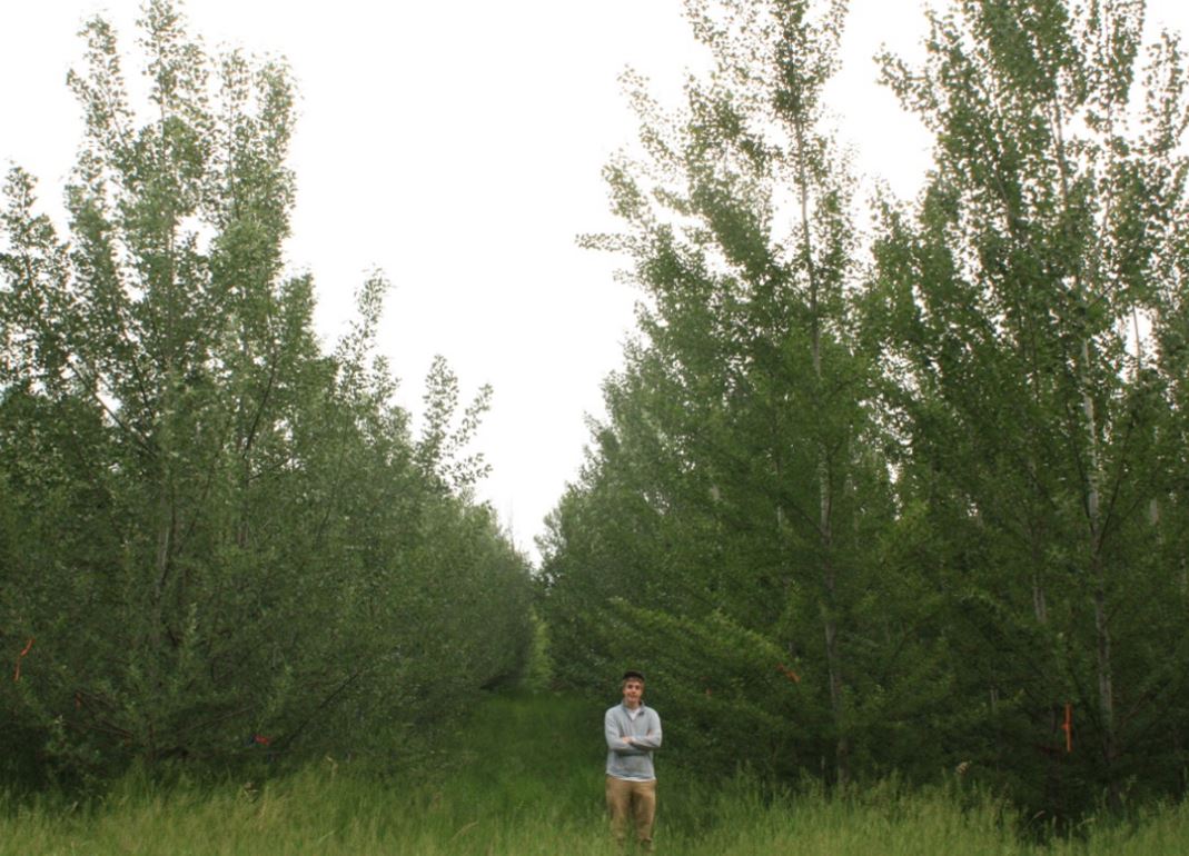 Poplars