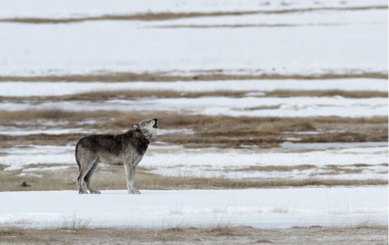 Yellowstone Wolf